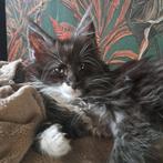 Maine coon kittens, Meerdere dieren, Gechipt, 0 tot 2 jaar