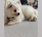 Pomeranian/ Keeshond, Dieren en Toebehoren, Honden | Poolhonden, Keeshonden en Oertypen, België, Particulier, Reu, 8 tot 15 weken