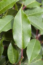Portugese Laurier, haag. Diverse hoogtes! Aanplantservice, Ophalen of Verzenden, Laurier, Haag, 100 tot 250 cm