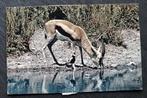 Een gazelle en een plevier (vogel), samen bij het water 1966, Verzenden, 1960 tot 1980, Gelopen, Wild dier