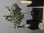 Mooi kunst olijfboompje, Huis en Inrichting, Woonaccessoires | Kunstplanten en Kunstbloemen, Ophalen of Verzenden, Zo goed als nieuw