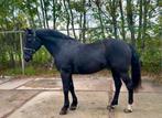 Stoere D pony, B, Ruin, Recreatiepony, D pony (1.37m tot 1.48m)