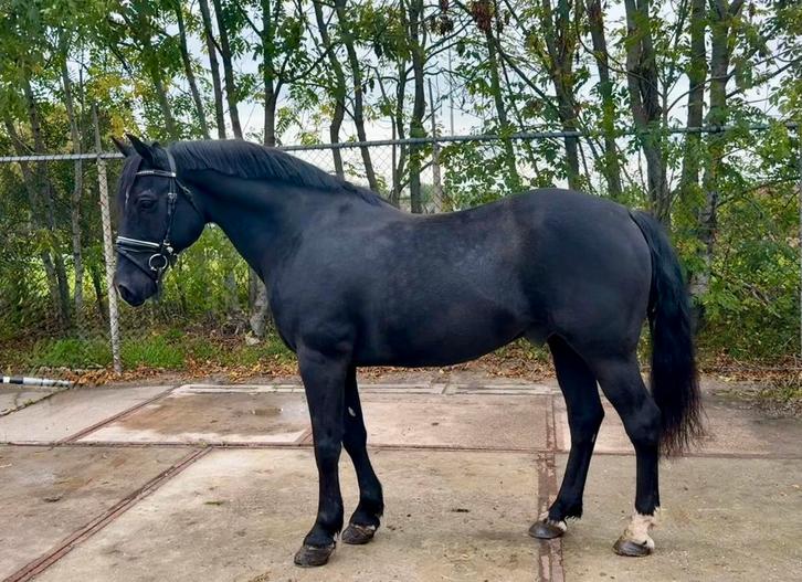 Stoere D pony, Dieren en Toebehoren, Pony's, Ruin, B, D pony (1.37m tot 1.48m), Recreatiepony, 7 tot 10 jaar, Gechipt, Ontwormd