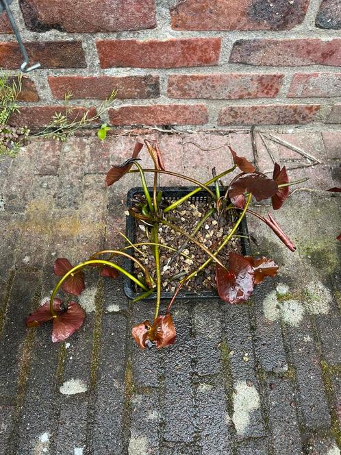 Waterlelie / vijverplant te koop! Meerdere aanwezig!, Tuin en Terras, Vijver-toebehoren, Ophalen