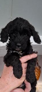 Labradoodle pups, Dieren en Toebehoren, Honden | Niet-rashonden, CDV (hondenziekte), 8 tot 15 weken, Meerdere, Meerdere dieren