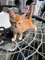 2 lieve katertjes te koop, Dieren en Toebehoren, Kater