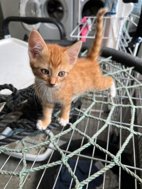 2 lieve katertjes te koop, Dieren en Toebehoren, Katten en Kittens | Overige Katten, Kater