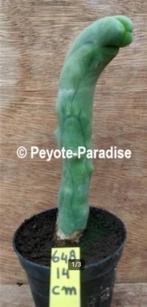 Penis Cactus (dun en lang) - De echte Penis plant !, Huis en Inrichting, Verzenden, Minder dan 100 cm, In pot, Cactus