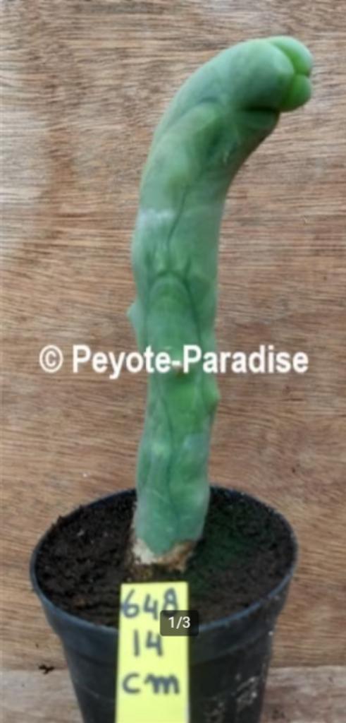 Penis Cactus (dun en lang) - De echte Penis plant !, Huis en Inrichting, Kamerplanten, Cactus, Minder dan 100 cm, Groene kamerplant