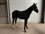 2 zwarte dressuur veulens!, Dieren en Toebehoren, Paarden, Merrie, Gechipt, Dressuurpaard, 0 tot 2 jaar