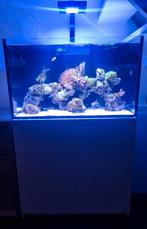 RedSea 250,Zeeaquarium,koraal,zoutwater,vissen, Ophalen, Zo goed als nieuw, Gevuld zeewateraquarium