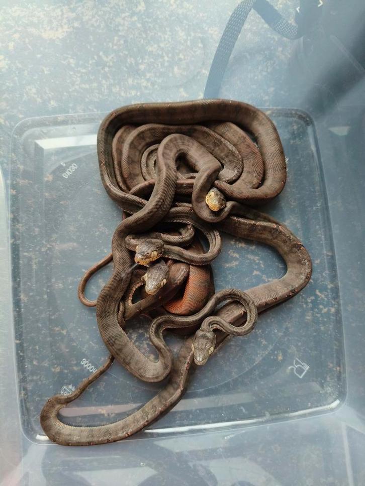 Corallus hortulanus, amazon tree boa, tuinboa, Dieren en Toebehoren, Reptielen en Amfibieën, Slang, 0 tot 2 jaar