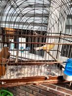 T.k mooie Surinaamse watwa kooitje 20 euro, Dieren en Toebehoren, Ophalen, Zo goed als nieuw, Metaal, Vogelkooi