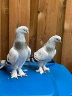 Takla ermeni zinciri, Dieren en Toebehoren, Vogels | Duiven