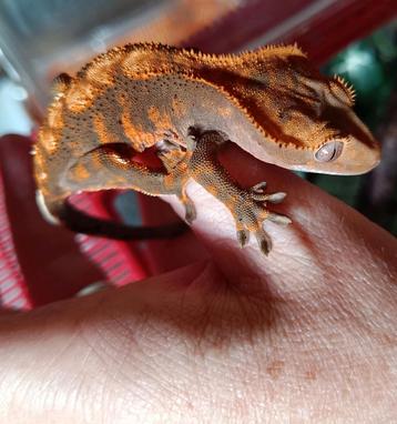 Wimpergekko jong beschikbaar voor biedingen