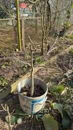 Walnotenboom, Tuin en Terras, Planten | Bomen, Verzenden, Overige soorten