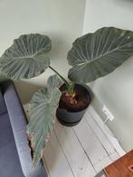 Olifantsoor met trips!!! Inclusief elho bloempot, Ophalen, In pot, Halfschaduw, 100 tot 150 cm