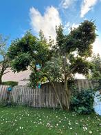 Magnolia Boom - Prachtige Bloeiende Boom, Tuin en Terras, Planten | Bomen, Overige soorten, Lente, 400 cm of meer, Ophalen