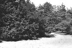 82304	Hooghalen	Drenthe	1957	Hooghalerzand	zand	 Gelopen met, Verzenden, 1940 tot 1960, Gelopen, Drenthe