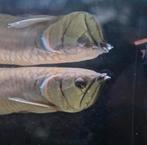 Zilveren Arowana, Dieren en Toebehoren, Vissen | Aquariumvissen, Vis, Zoetwatervis
