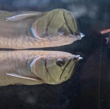Zilveren Arowana beschikbaar voor biedingen