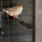 Zebra vink pop, Dieren en Toebehoren, Vrouwelijk
