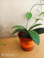 hoya crassipetiilata pm 8 nummer H1112, Ophalen of Verzenden, Overige soorten, Minder dan 100 cm