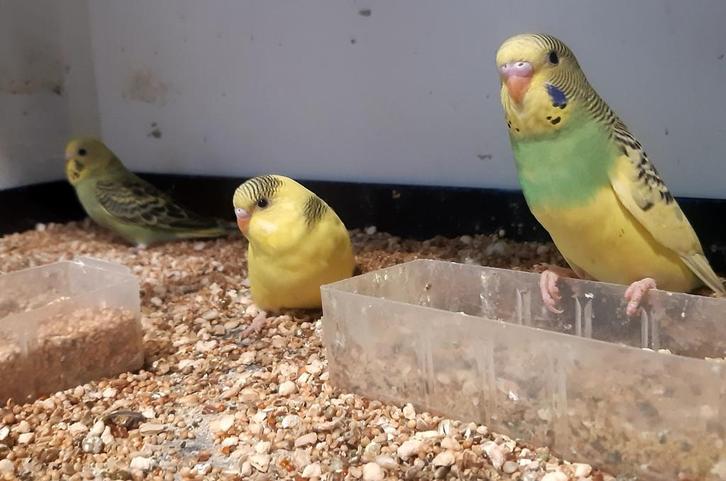 Hele lieve  jonge tamme grasparkieten mogen volgende weekweg, Dieren en Toebehoren, Vogels | Parkieten en Papegaaien, Parkiet
