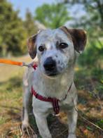 Ter adoptie: ROMEO (blijft klein), Dieren en Toebehoren, Honden | Niet-rashonden, Particulier, Rabiës (hondsdolheid), 15 weken tot 1 jaar