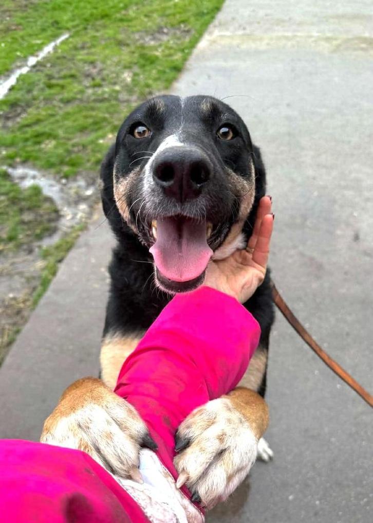 MILO HEERLIJK JONG REUTJE IS EEN GROTE KNUFFEL EN ERG LIEF, Dieren en Toebehoren, Honden | Niet-rashonden, Middel, Reu, Particulier