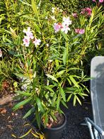 Roze Oleander in pot, Tuin en Terras, Planten | Tuinplanten, Ophalen