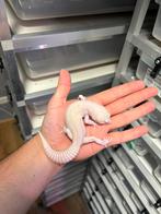 1.0 (ms/ss)(g/sg) diablo blanco luipaardgekko, Dieren en Toebehoren, Reptielen en Amfibieën, Hagedis, 0 tot 2 jaar