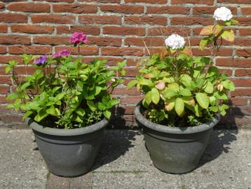 2 kunststof bloempotten met bloem beschikbaar voor biedingen
