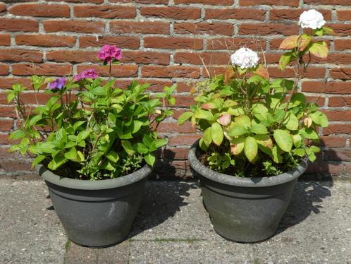 2 kunststof bloempotten met bloem, Tuin en Terras, Bloempotten, Gebruikt, Kunststof, Tuin, Minder dan 40 cm, 25 tot 40 cm, Rond
