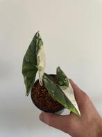 Alocasia Simpo variegata  Albo, Huis en Inrichting, Kamerplanten, In pot, Minder dan 100 cm, Bloeiende kamerplant, Halfschaduw