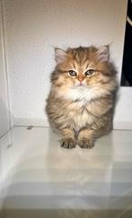 Bruin/beige britse langhaar, Dieren en Toebehoren, Katten en Kittens | Raskatten | Langhaar, Poes, Ontwormd