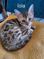Bengaal kittens met stamboom, Dieren en Toebehoren, Katten en Kittens | Raskatten | Korthaar, Meerdere dieren, 0 tot 2 jaar, Gechipt