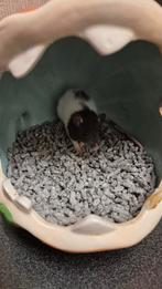 4 knappe dames ratjes 8wkn oud, Rat, Juni, Vrouwelijk, Tam