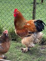 Mooie Brahma hanen, Mannelijk, Kip