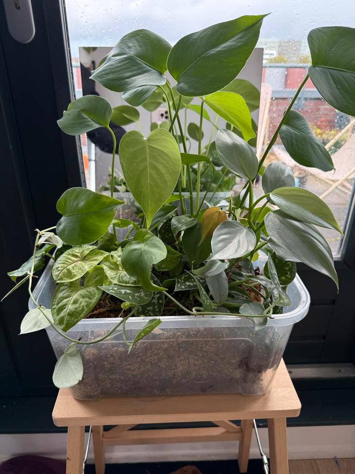 Plantenmix in mos - Syngonium, Monstera, Philodendron, Huis en Inrichting, Kamerplanten, Minder dan 100 cm, Halfschaduw, Ophalen