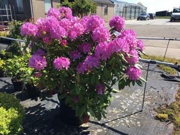 Rhododendron Roseum Elegans 100-120 cm in 30 liter pot beschikbaar voor biedingen