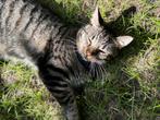 Lieve kater zoekt een nieuw huis met buitenruimte, Dieren en Toebehoren, Katten en Kittens | Overige Katten, Kater
