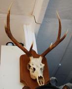 gewei  /Herten gewei, Verzamelen, Dierenverzamelingen, Ophalen of Verzenden, Zo goed als nieuw, Hert, Gewei of Kop
