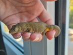 Eurydactylodes agricolae vrouw, Dieren en Toebehoren