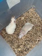 2 rat mannen van 6 maanden oud. €10 euro voor te samen, Dieren en Toebehoren, Knaagdieren, December, Mannelijk, Rat