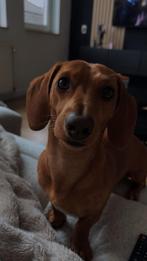 Dwergteckel reu beschikbaar voor dekking, Rabiës (hondsdolheid), Reu, Eén hond, 3 tot 5 jaar