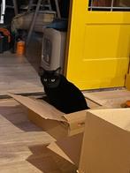 Poes 2 jaar zwart, Dieren en Toebehoren, Katten en Kittens | Overige Katten, Poes, Kortharig, 0 tot 2 jaar