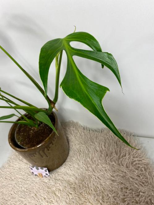 Monstera Burle Marx Flame P13 #1, Huis en Inrichting, Kamerplanten, Overige soorten, Minder dan 100 cm, Ophalen of Verzenden