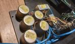 Sowter 4757 Vintage Neve input trafo, Ophalen of Verzenden, Gebruikt