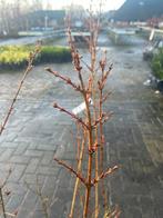 Forsythia struik te koop, Ophalen, Overige soorten, Halfschaduw